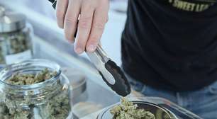 A maior revisão sobre cannabis chega em resultados claros: a erva não ajuda com ansiedade, depressão ou transtorno de estresse pós-traumático