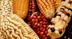 Milho: essencial na economia agrícola e versátil na alimentação