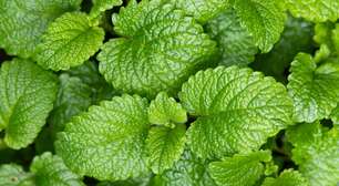 Hortelã além do chá: 4 benefícios surpreendentes da erva queridinha