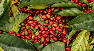 Potássio técnico ganha mais espaço no agro