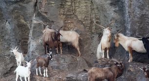 Ecologia: quando espécies invasoras reescrevem as regras dos ecossistemas