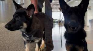 Cachorrinha que chegou filhote ao Aeroporto de Brasília completa treinamento e vira parte da equipe da PF