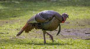 Perus eram sagrados para os maias? Entenda o significado