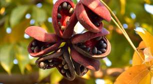 Chichá-Fedorento: Da flor aromática ao potencial medicinal da castanha