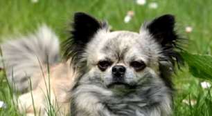 Longevidade canina: As raças de cães que vivem mais tempo