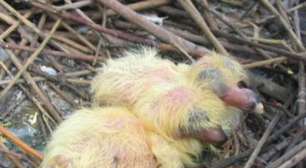 Por que filhotes de pombos nunca são vistos pelas ruas? Entenda