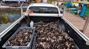 Inea apreende 200 quilos de mexilhão em operação contra extração irregular em Niterói