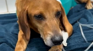 Cão comunitário atacado com líquido quente está com infecção generalizada, diz veterinária