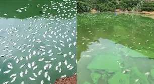 Produtor relata prejuízo de R$ 50 mil por morte de peixes após queda de energia no Espírito Santo