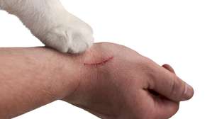 Esporotricose: a infecção transmitida por gatos que preocupa o Brasil