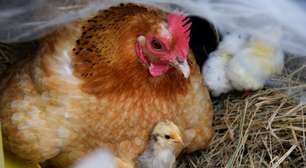 Muito além das aves: conheça animais que também se reproduzem por ovos