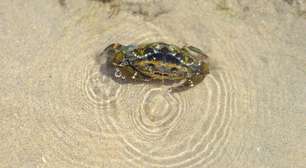 Siris x Caranguejos: Como identificar e entender esses habitantes da água e da terra