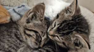 Milagre no lixo: gatinhos são resgatados momentos antes de destino fatal em central de descarte