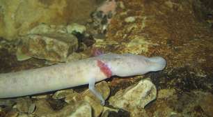 Fóssil vivo: Conheça o Olmo sem olhos e suas adaptações únicas