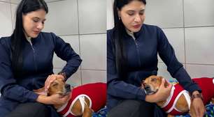 Cão comunitário atacado com líquido quente está com infecção generalizada