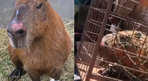 Capivara agredida no Rio teve traumatismo craniano, edemas e sangramentos, diz veterinário
