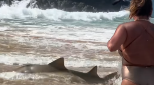 Tubarão encalha em praia em Fernando de Noronha; veja vídeo