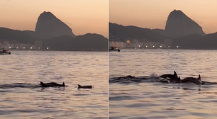 Grupo de golfinhos é visto próximo à praia no Rio