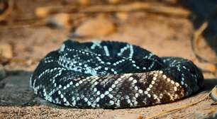 Mulher morre após ser picada por cascavel durante caminhada nos EUA