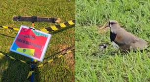 Família de quero-quero rouba a cena no Lollapalooza e ganha camarote VIP no palco principal