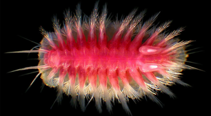 As estranhas criaturas submarinas que devoram baleias