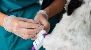 Emergência veterinária 24h cresce fora do horário comercial