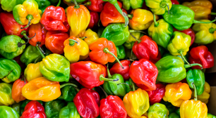 Guia da pimenta: como transformar seus pratos com o tempero certo