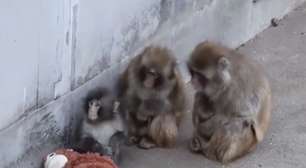 Fenômeno, macaco Punch aumenta visitação em zoológico japonês