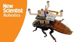 A nova força de trabalho da ciência: por que pesquisadores decidiram transformar esta criatura repulsiva em um ciborgue