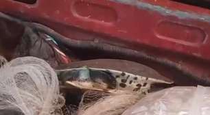 Dois homens são detidos com animais silvestres e pescado irregular no RS