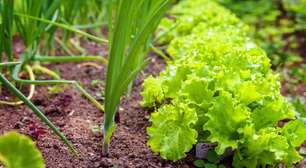 Horta no outono: 5 dicas de cuidados