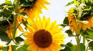 A planta de cada signo: Conecte sua casa com a força dos astros