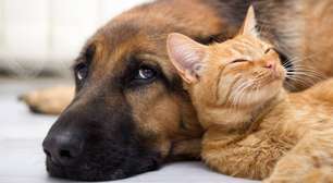 Como os cientistas descobriram que cães e gatos não enxergam bem o verde e o vermelho?