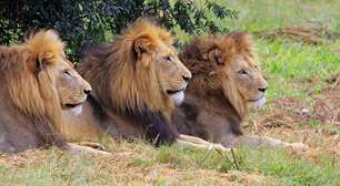 O elefante tem inimigos? Veja quais animais podem enfrentá-lo