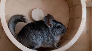 Chinchila: 10 curiosidades sobre esse pequeno roedor
