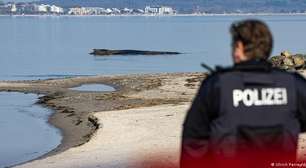 Alemanha tenta salvar baleia-jubarte encalhada no Mar Báltico