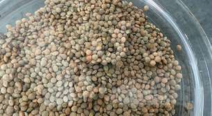 Não é porque elas têm menos ferro: é por isso que algumas lentilhas flutuam quando você as deixa de molho