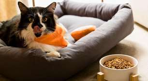 Castração: o que muda no metabolismo de cães e gatos?