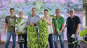 Nova variedade de banana tem cachos de 30 kg e demorou 20 anos para ser desenvolvida por pesquisadores