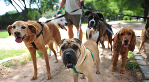 Conheça a cidade que irá taxar donos de pets em R$ 650