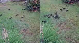 Quatis são flagrados 'roubando' frutas do batalhão da Brigada Militar no RS