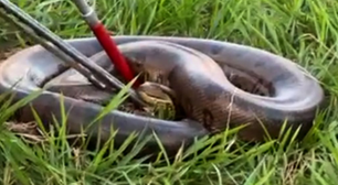 Vídeo: sucuri de 70 kg é capturada após ser vista rastejando por área urbana de Uberlândia