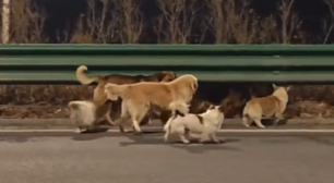 Cães roubados para açougue clandestino fogem e percorrem 17 km até reencontrar os tutores; veja vídeo