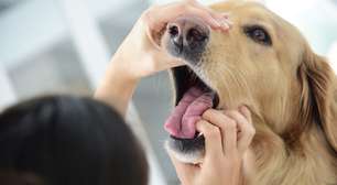 Animal engasgado: o que fazer nessa situação?