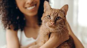 Gatos: como o animal escolhe quem é a sua pessoa favorita em casa?