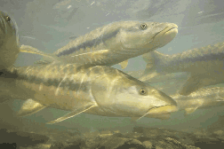 Maiores migrações de peixes do mundo estão entrando em colapso, e isso é um problema para milhões de pessoas