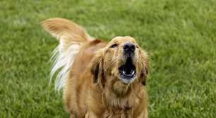 Cachorro latindo muito: o que pode ser?