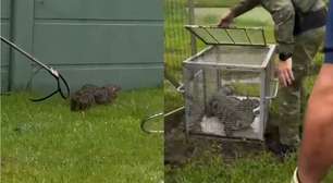 Jacaré é encontrado em área residencial e mobiliza moradores no RS