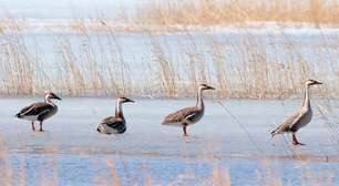 Atlas mapeia rotas de aves migratórias vulneráveis nas Américas
