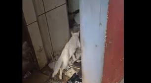 Prefeitura do Rio resgata 25 gatos que viviam em apartamento tomado por lixo em Realengo